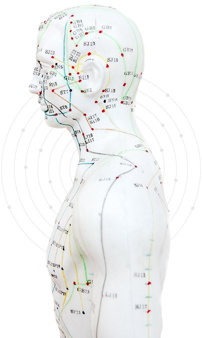 Harta Puncte Acupunctură